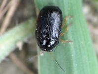 Cryptocephalus ocellatus
