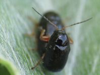 Cryptocephalus ocellatus