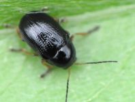 Cryptocephalus ocellatus