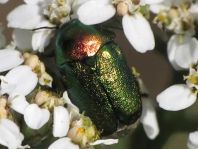 Cryptocephalus sericeus