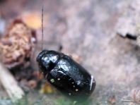Cryptocephalus nitidus