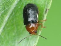 Cryptocephalus rufipes, Rotbeiniger Fallkäfer