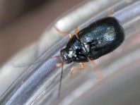 Cryptocephalus nitidus