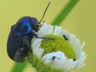 Cryptocephalus violaceus