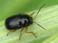 Cryptocephalus ocellatus