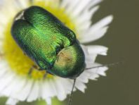 Cryptocephalus sericeus