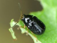 Cryptocephalus ocellatus