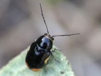 Cryptocephalus moraei