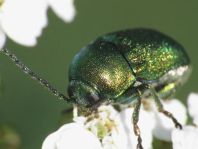 Cryptocephalus sericeus