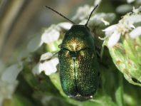 Cryptocephalus sericeus