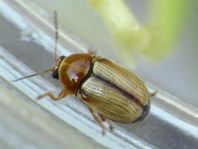 Cryptocephalus fulvus