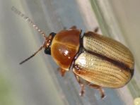 Cryptocephalus fulvus
