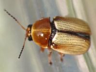 Cryptocephalus fulvus