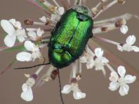Cryptocephalus sericeus