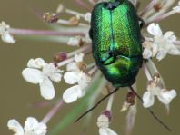 Cryptocephalus sericeus