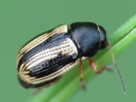 Cryptocephalus bilineatus