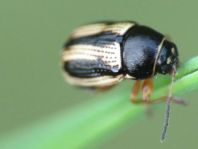 Cryptocephalus bilineatus