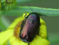 Cryptocephalus sericeus