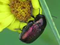 Cryptocephalus sericeus
