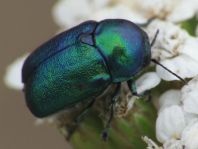 Cryptocephalus sericeus