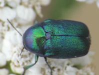 Cryptocephalus sericeus