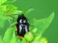 Cryptocephalus moraei