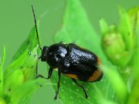 Cryptocephalus moraei