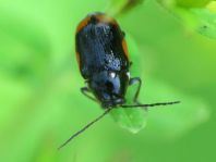 Cryptocephalus moraei