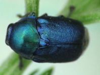 Cryptocephalus sericeus