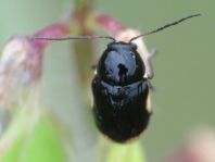 Cryptocephalus moraei
