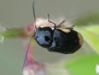 Cryptocephalus moraei