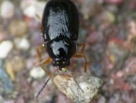 Cryptocephalus ocellatus