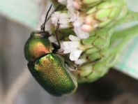 Cryptocephalus sericeus