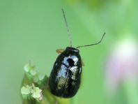Cryptocephalus nitidus
