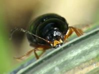 Cryptocephalus nitidus