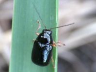 Cryptocephalus nitidus