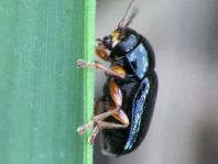 Cryptocephalus nitidus