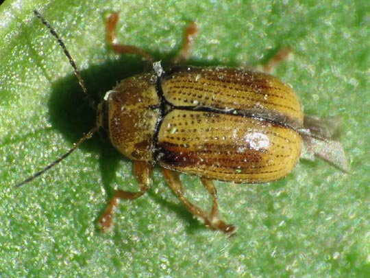 Cryptocephalus pusillus