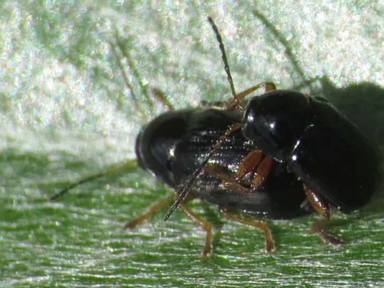 Cryptocephalus ocellatus