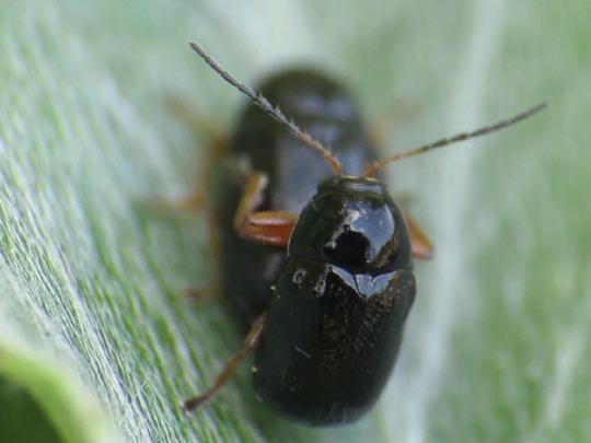 Cryptocephalus ocellatus