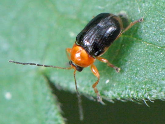 Cryptocephalus pusillus