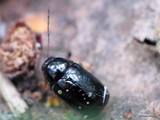 Cryptocephalus nitidus