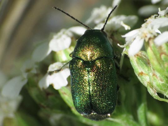 Cryptocephalus sericeus
