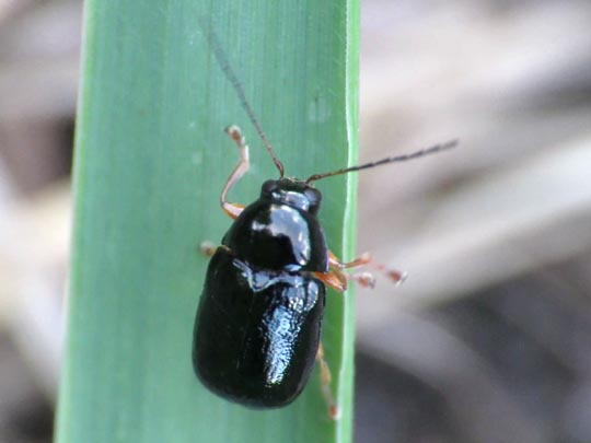 Cryptocephalus nitidus