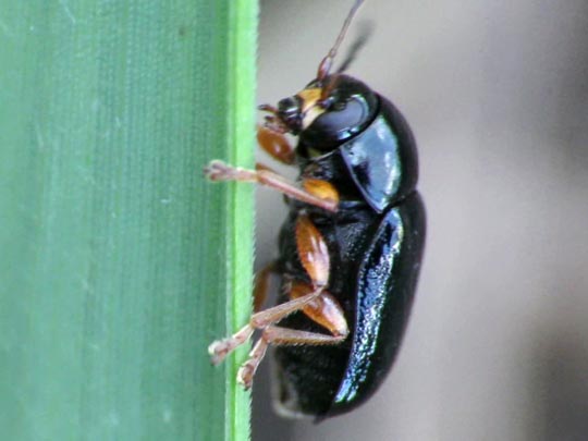 Cryptocephalus nitidus