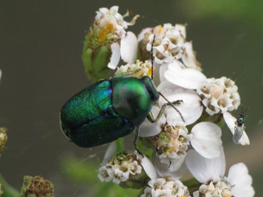 Cryptocephalus