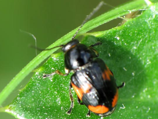 Cryptocephalus moraei