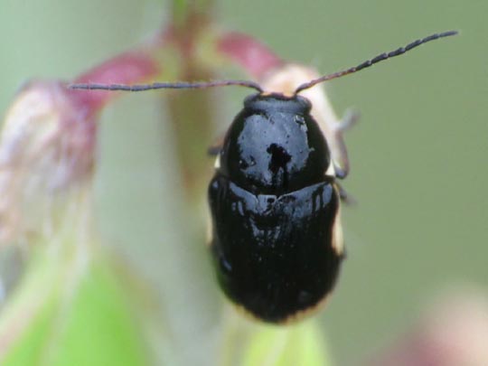 Cryptocephalus moraei