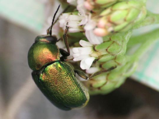Cryptocephalus sericeus