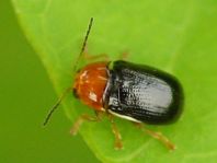 Cryptocephalus rufipes, Rotbeiniger Fallkäfer